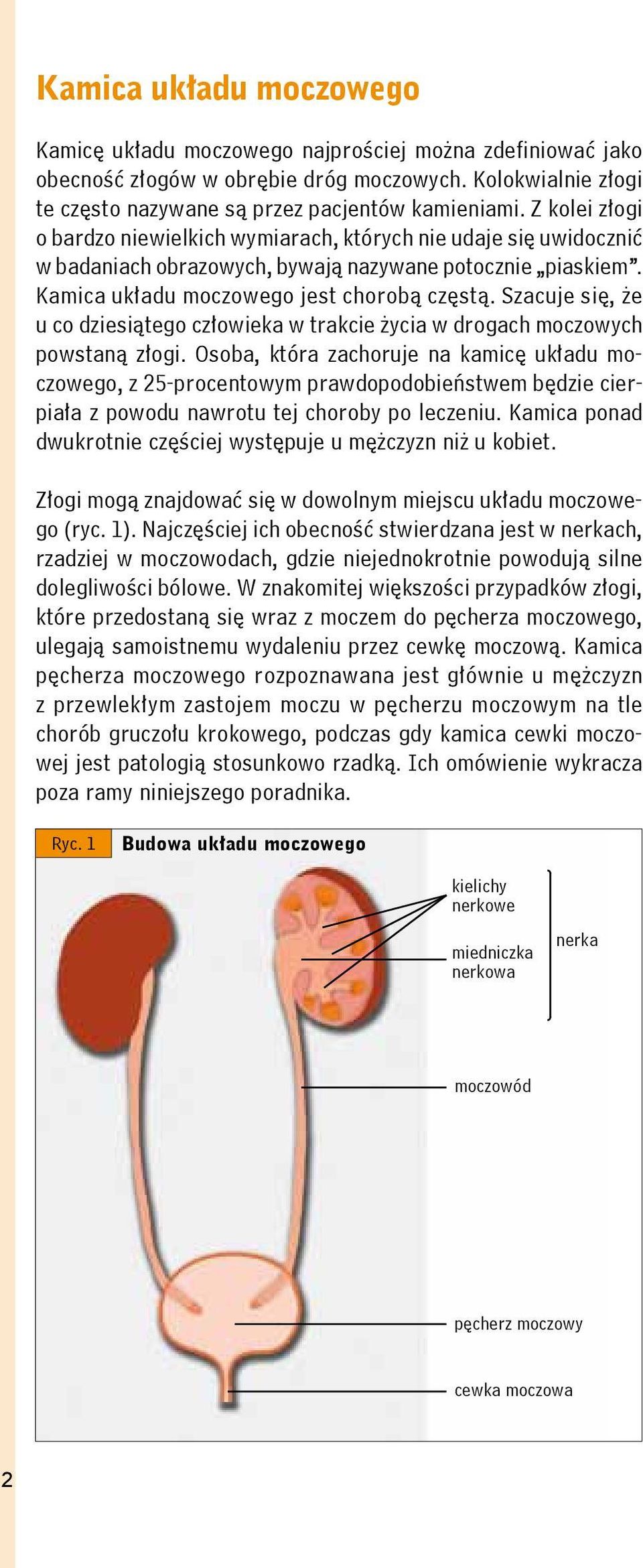 Szacuje się, że u co dziesiątego człowieka w trakcie życia w drogach moczowych powstaną złogi.