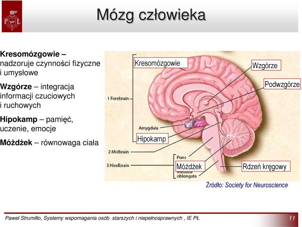 uczenie, emocje Móżdżek równowaga ciała Kresomózgowie Hipokamp