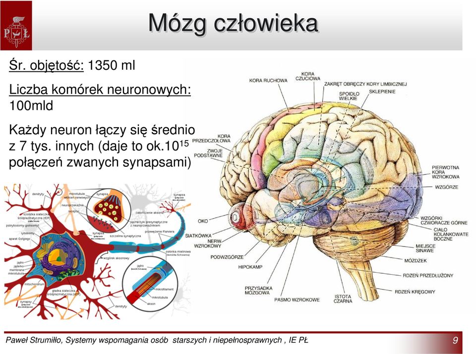 neuronowych: 100mld Każdy neuron łączy