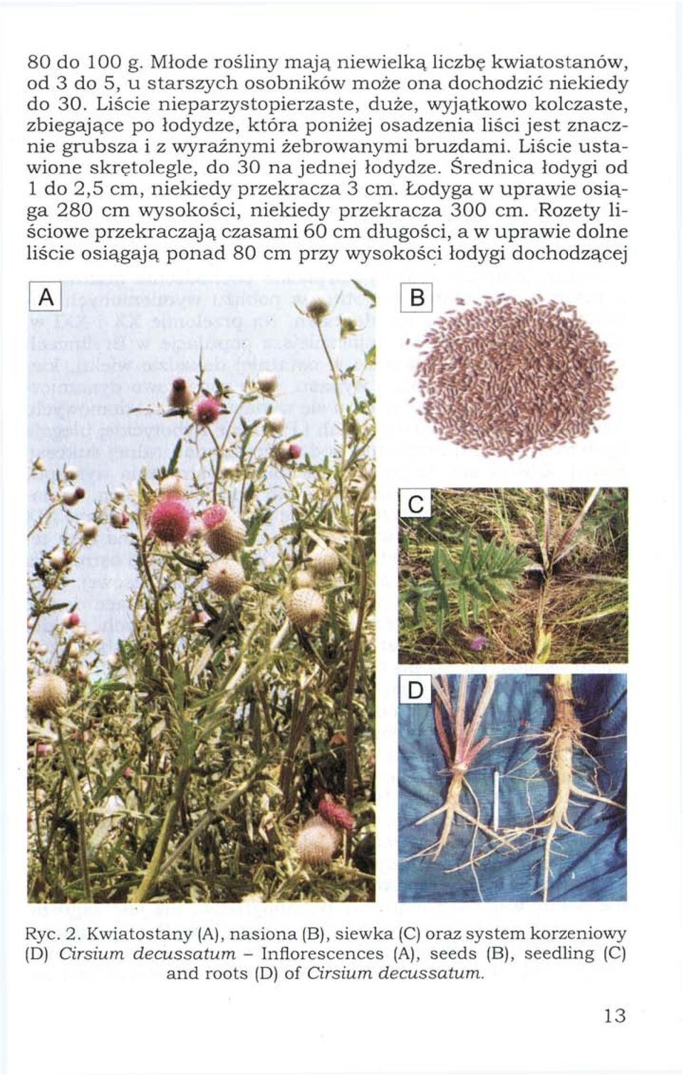Liście ustawione skrętolegle, do 30 na jednej łodydze. Średnica łodygi od 1 do 2,5 cm, niekiedy przekracza 3 cm. Łodyga w uprawie osiąga 280 cm wysokości, niekiedy przekracza 300 cm.