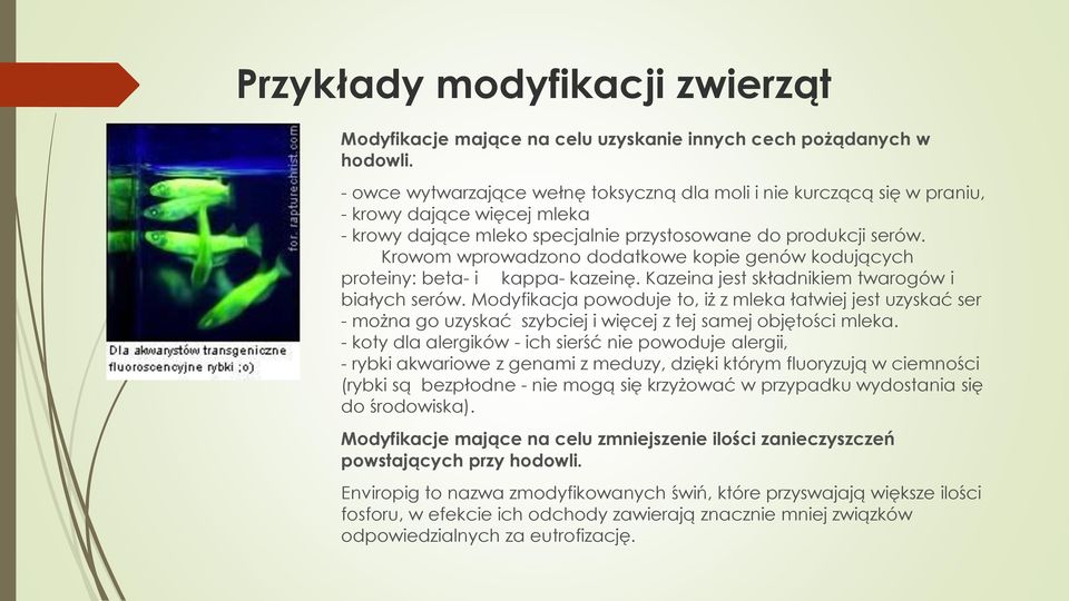 Krowom wprowadzono dodatkowe kopie genów kodujących proteiny: beta- i kappa- kazeinę. Kazeina jest składnikiem twarogów i białych serów.