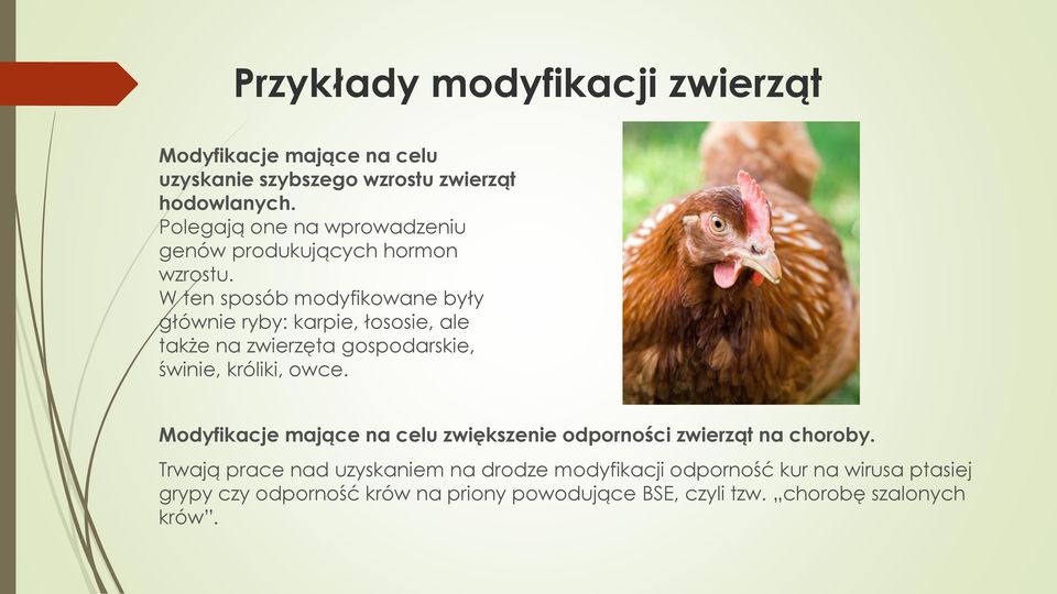 W ten sposób modyfikowane były głównie ryby: karpie, łososie, ale także na zwierzęta gospodarskie, świnie, króliki, owce.