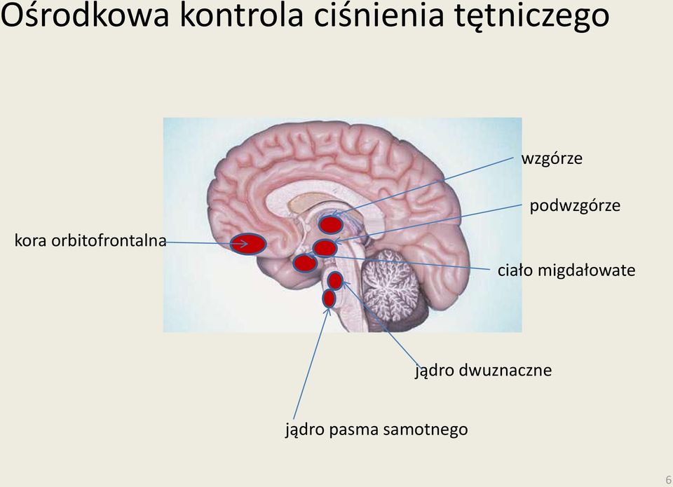 orbitofrontalna ciało migdałowate