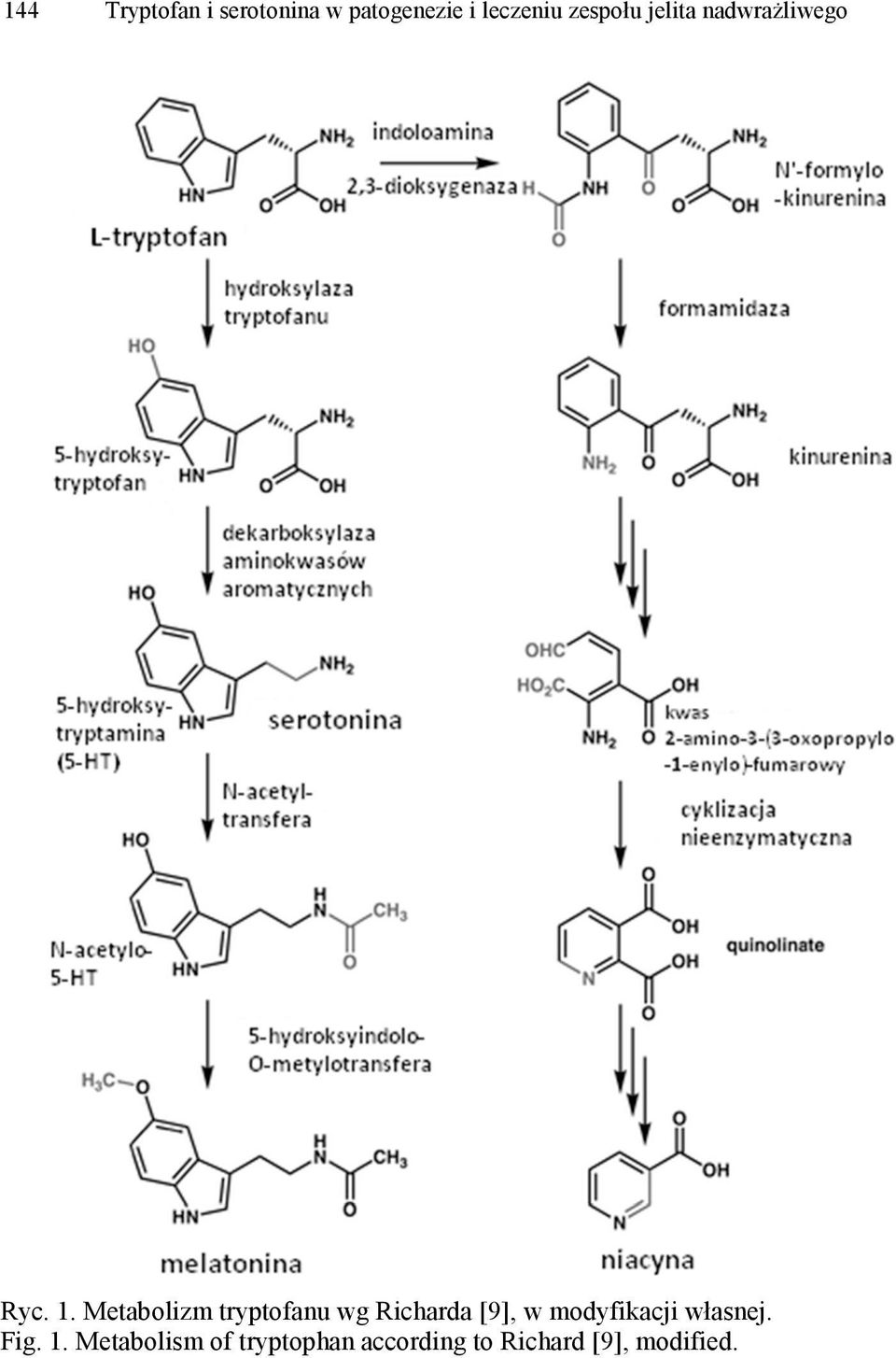 Metabolizm tryptofanu wg Richarda [9], w modyfikacji