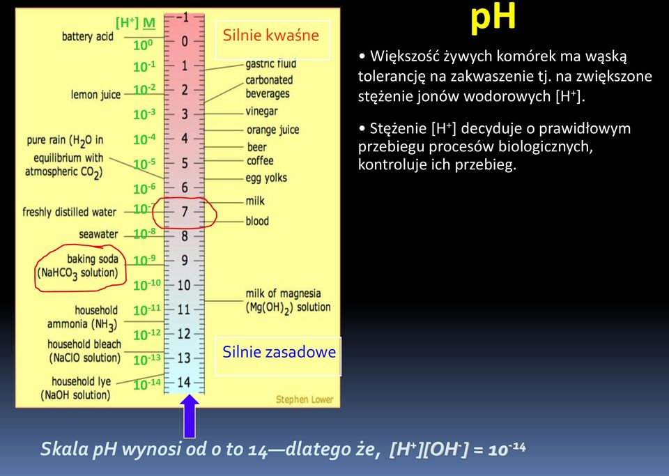 Stężenie [H + ] decyduje o prawidłowym przebiegu procesów biologicznych, kontroluje ich przebieg.