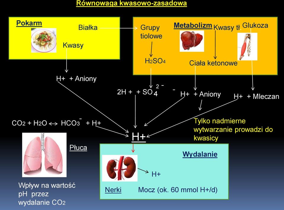 CO2 + H2O HCO3 + H+ Płuca H+ Tylko nadmierne wytwarzanie prowadzi do kwasicy