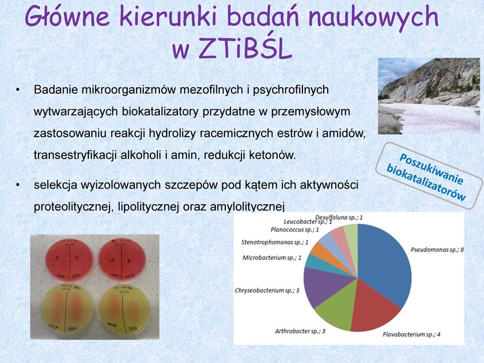 hydrolizy racemicznych estrów i amidów, transestryfikacji alkoholi i amin, redukcji ketonów.