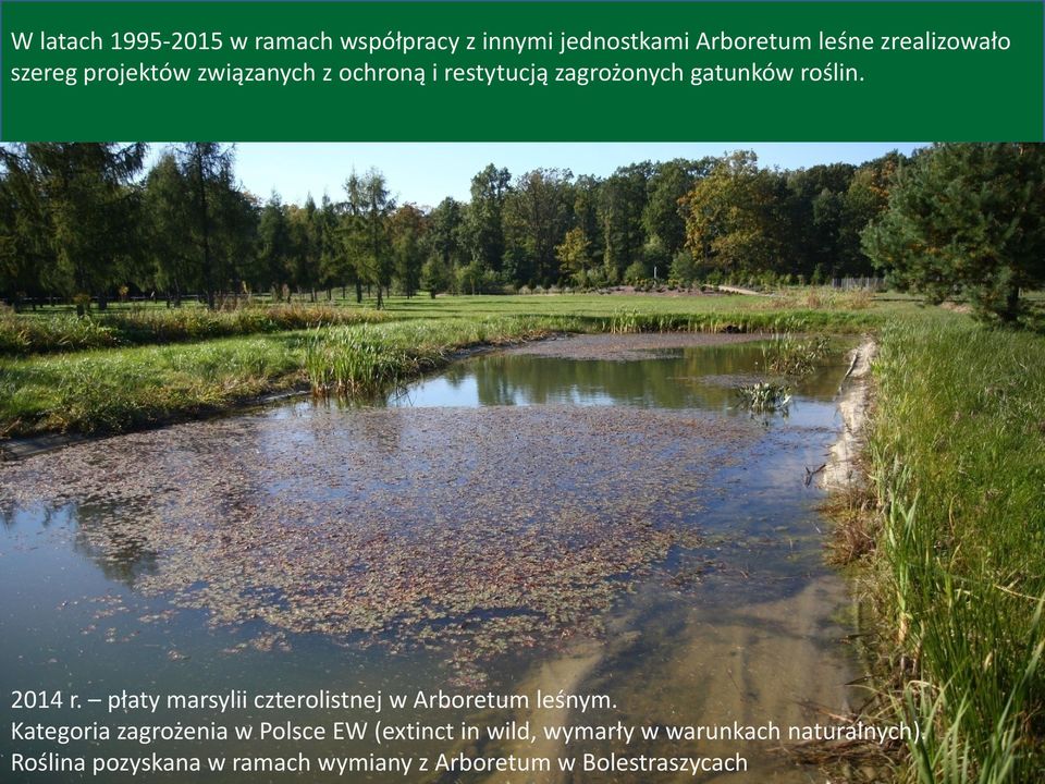 płaty marsylii czterolistnej w Arboretum leśnym.