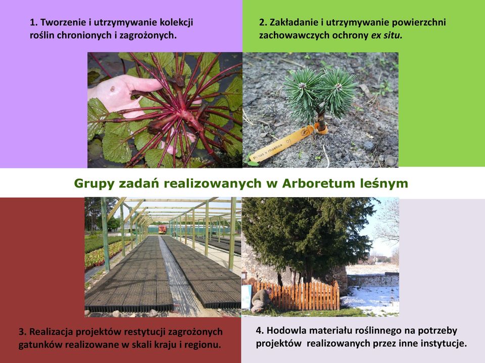 Grupy zadań realizowanych w Arboretum leśnym 3.