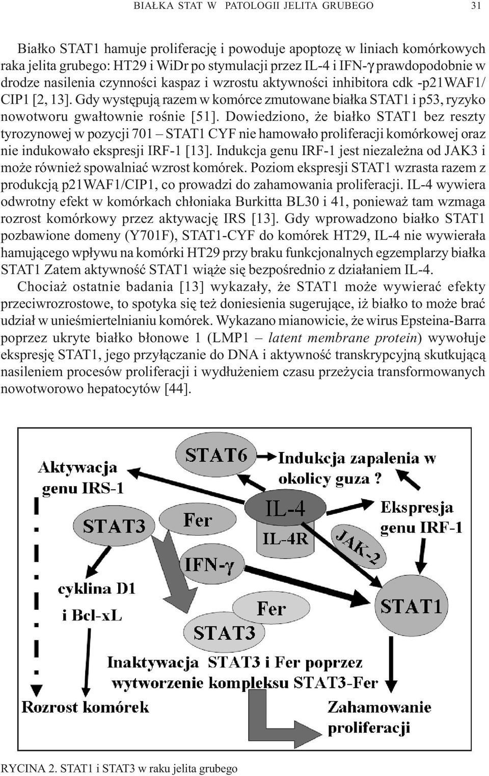 Dowiedziono, e bia³ko STAT1 bez reszty tyrozynowej w pozycji 701 STAT1 CYF nie hamowa³o proliferacji komórkowej oraz nie indukowa³o ekspresji IRF-1 [13].