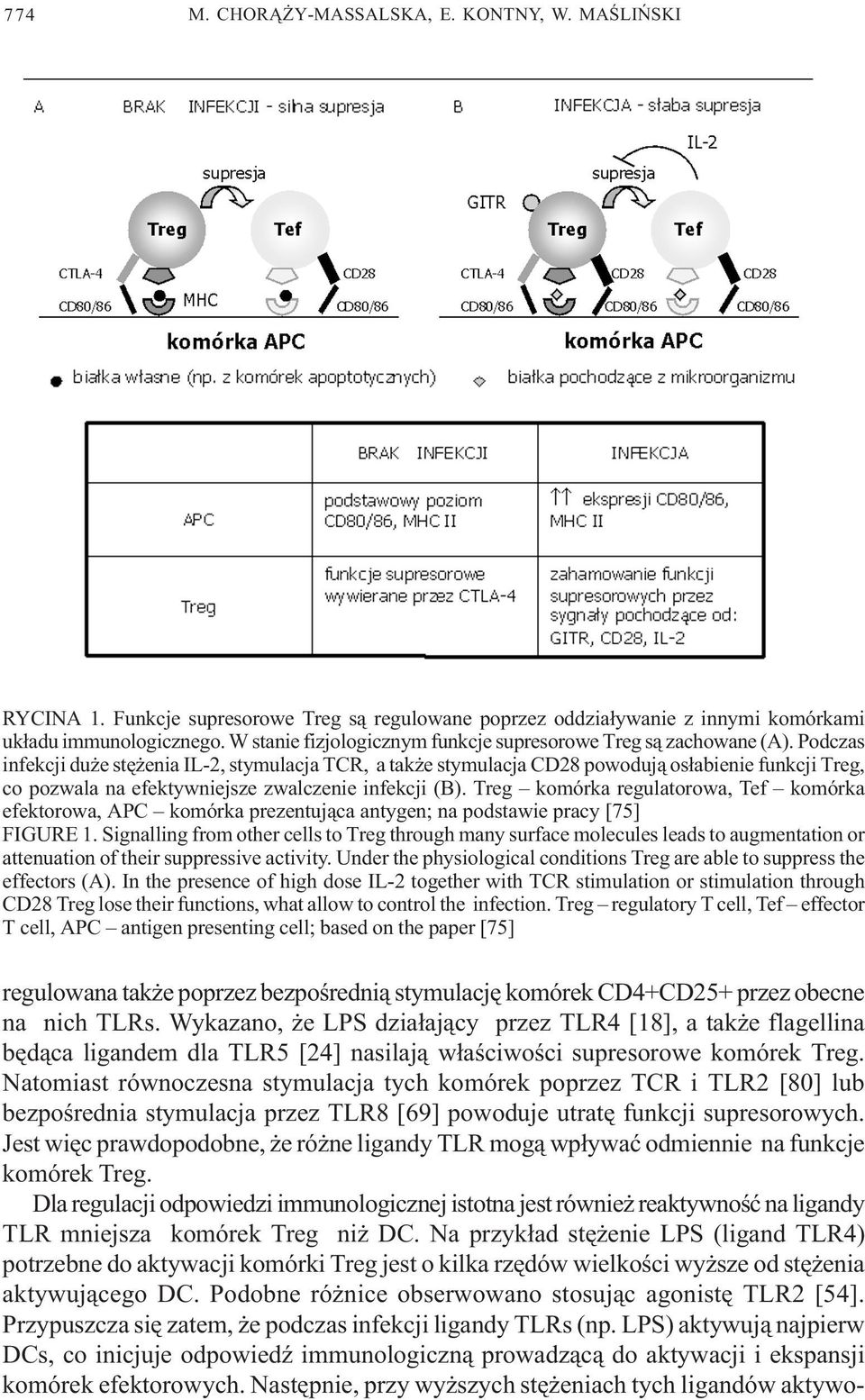 Podczas infekcji du e stê enia IL-2, stymulacja TCR, a tak e stymulacja CD28 powoduj¹ os³abienie funkcji Treg, co pozwala na efektywniejsze zwalczenie infekcji (B).