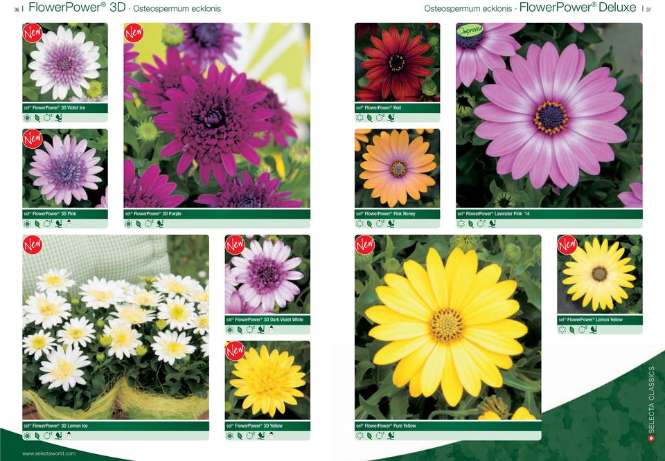 sel FlowerPower Pink Honey sel FlowerPower Lavender Pink sel FlowerPower D Dark Violet White