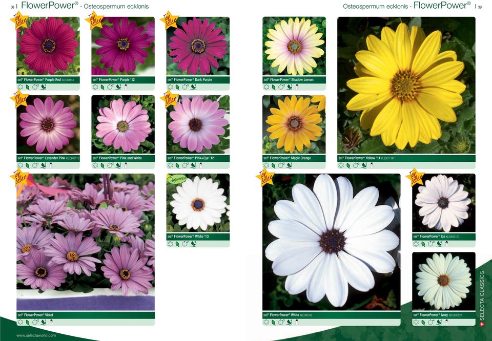 FlowerPower Pink and White sel FlowerPower Pink+Eye sel FlowerPower Magic Orange sel FlowerPower Yellow KLEOE87 sel
