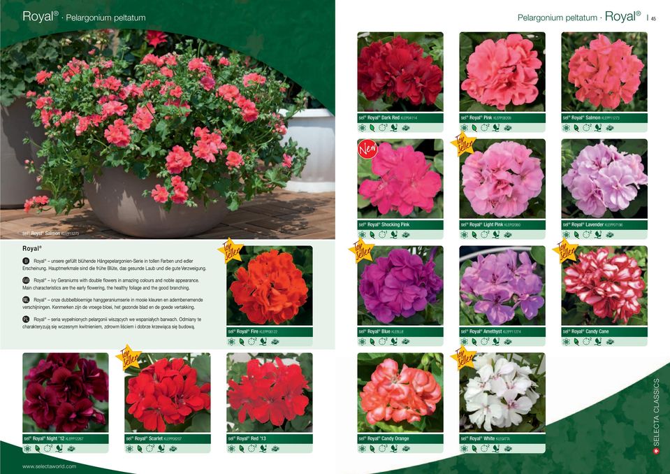 Hauptmerkmale sind die frühe Blüte, das gesunde Laub und die gute Verzweigung. Royal ivy Geraniums with double flowers in amazing colours and noble appearance.