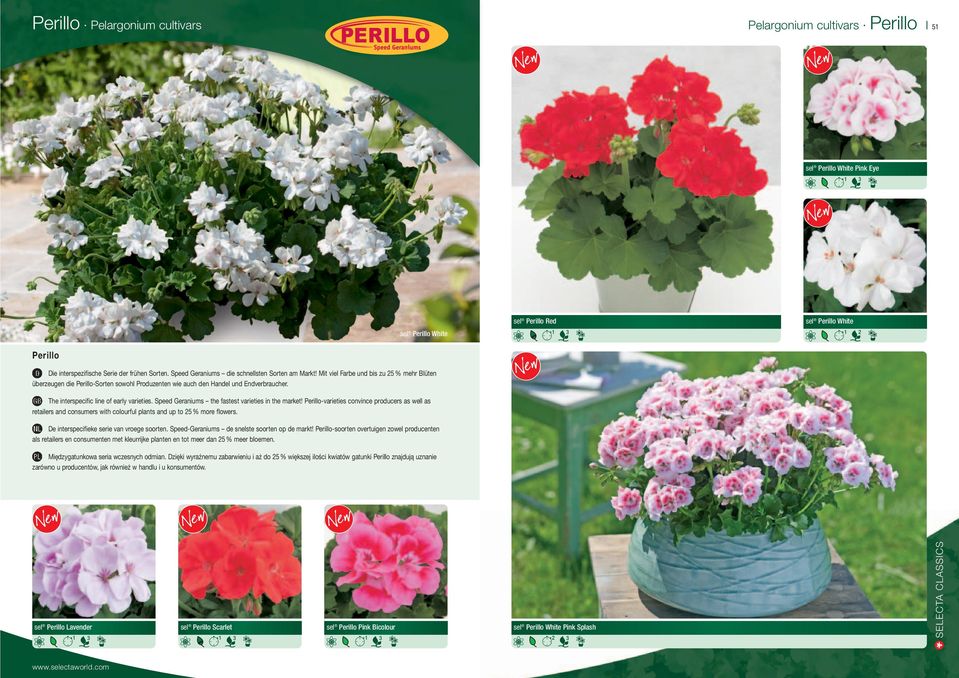 The interspecific line of early varieties. Speed Geraniums the fastest varieties in the market!