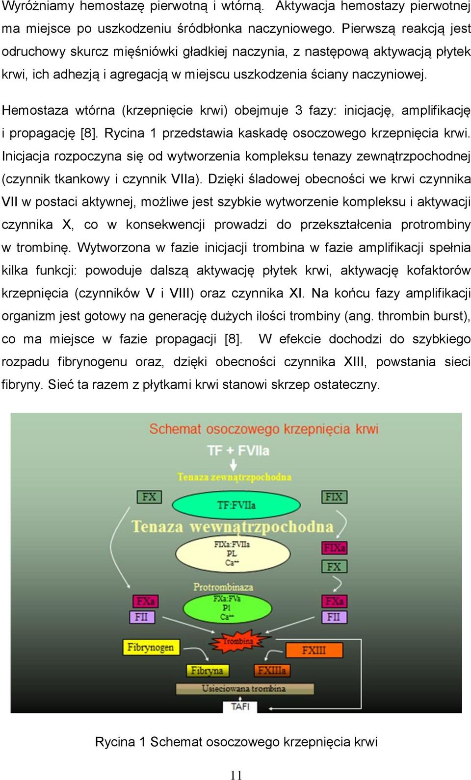 Hemostaza wtórna (krzepnięcie krwi) obejmuje 3 fazy: inicjację, amplifikację i propagację [8]. Rycina 1 przedstawia kaskadę osoczowego krzepnięcia krwi.