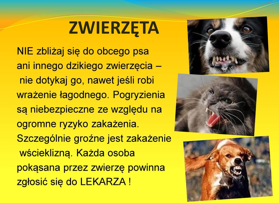 Pogryzienia są niebezpieczne ze względu na ogromne ryzyko zakażenia.