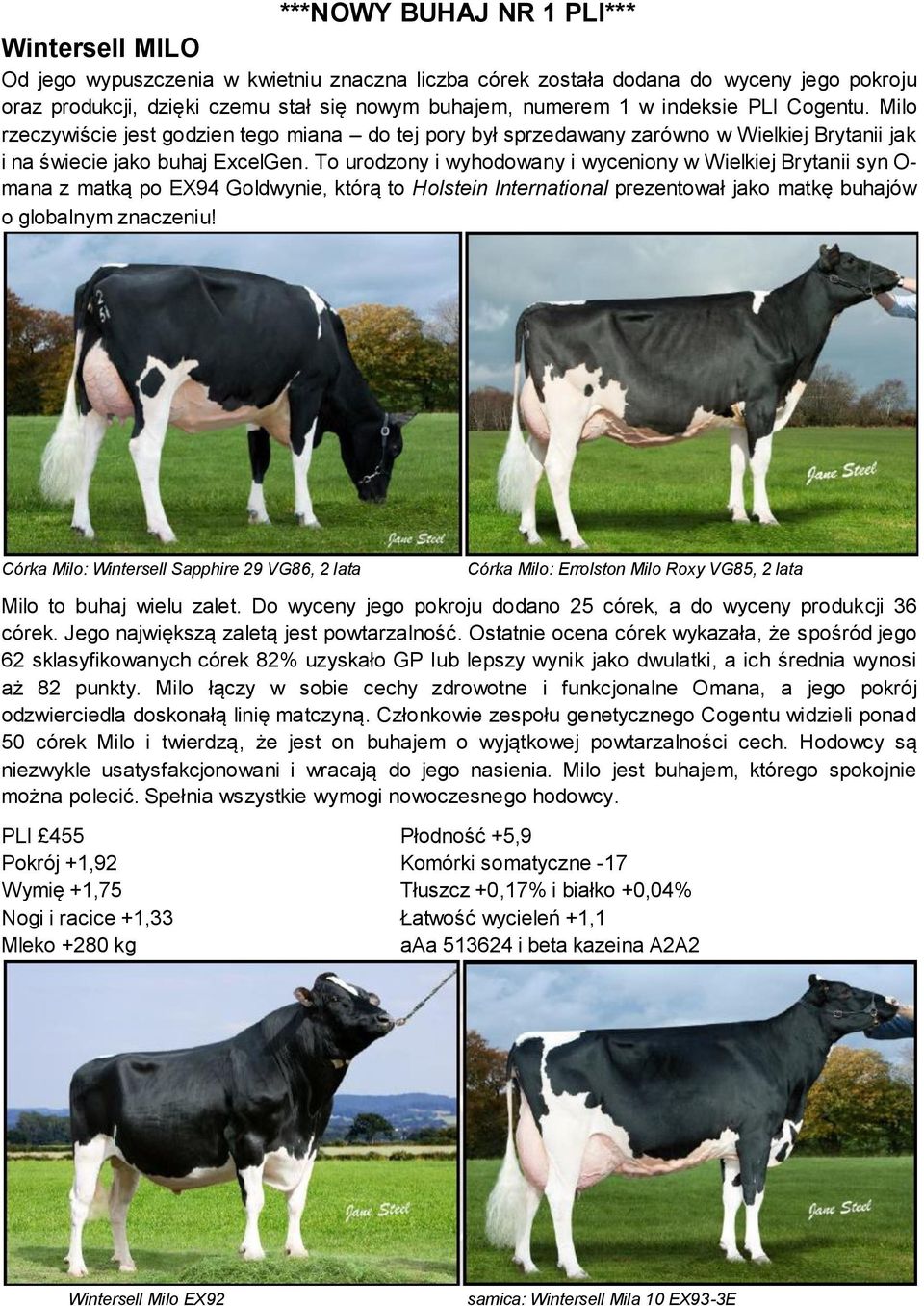 To urodzony i wyhodowany i wyceniony w Wielkiej Brytanii syn O- mana z matką po EX94 Goldwynie, którą to Holstein International prezentował jako matkę buhajów o globalnym znaczeniu!