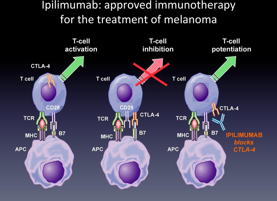 potentiation CTLA-4 T cell T cell T cell TCR CD28 TCR CD28