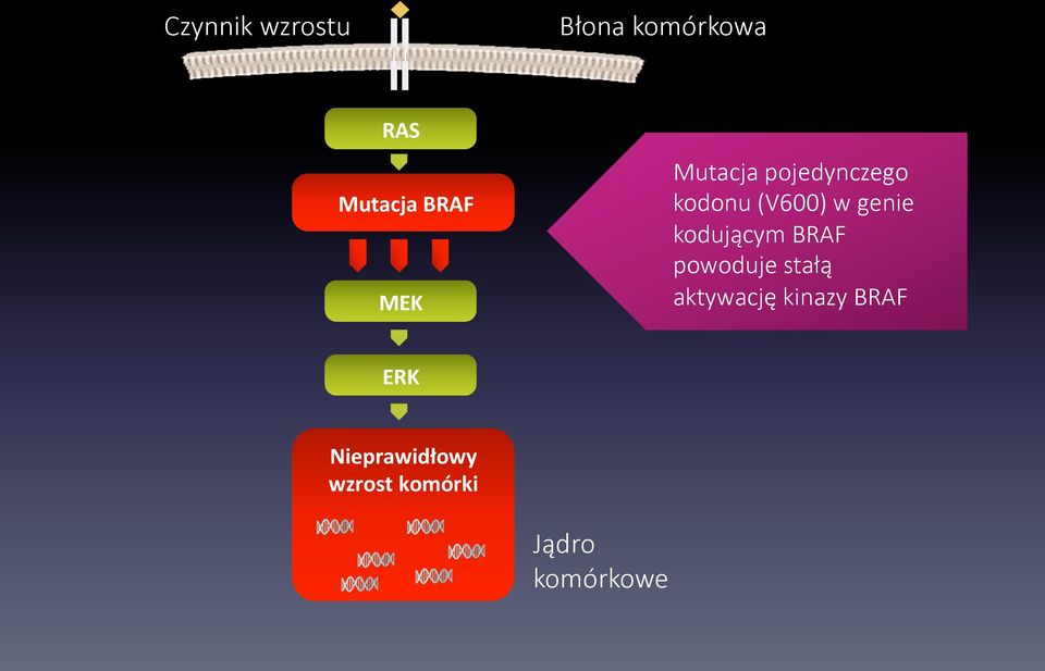 kodonu (V600) w genie kodującym BRAF powoduje stałą