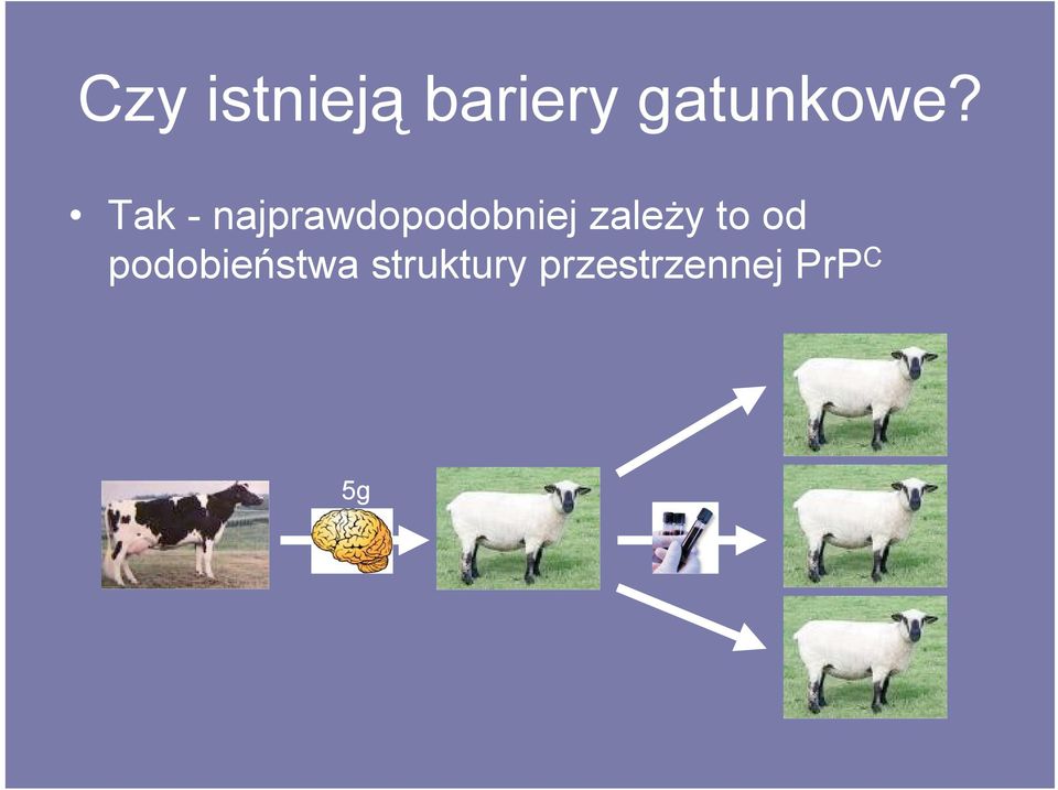 Tak - najprawdopodobniej