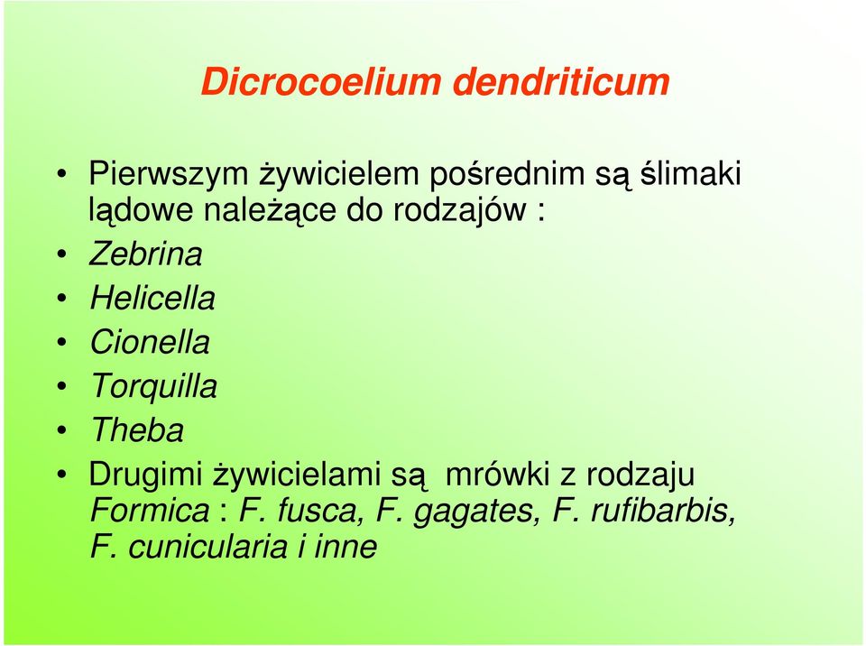 Cionella Torquilla Theba Drugimi Ŝywicielami są mrówki z