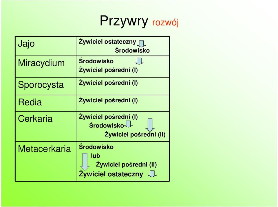 (I) śywiciel pośredni (I) śywiciel pośredni (I) Środowisko śywiciel