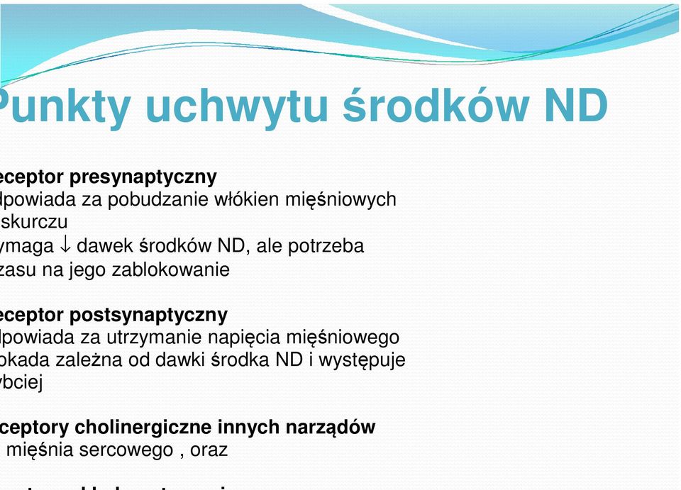 ceptor postsynaptyczny powiada za utrzymanie napięcia mięśniowego kada zależna od