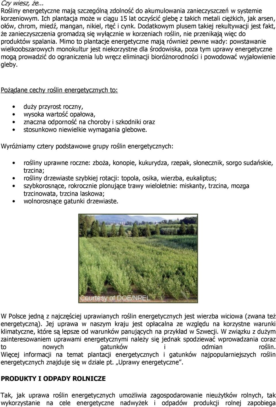 Dodatkowym plusem takiej rekultywacji jest fakt, Ŝe zanieczyszczenia gromadzą się wyłącznie w korzeniach roślin, nie przenikają więc do produktów spalania.