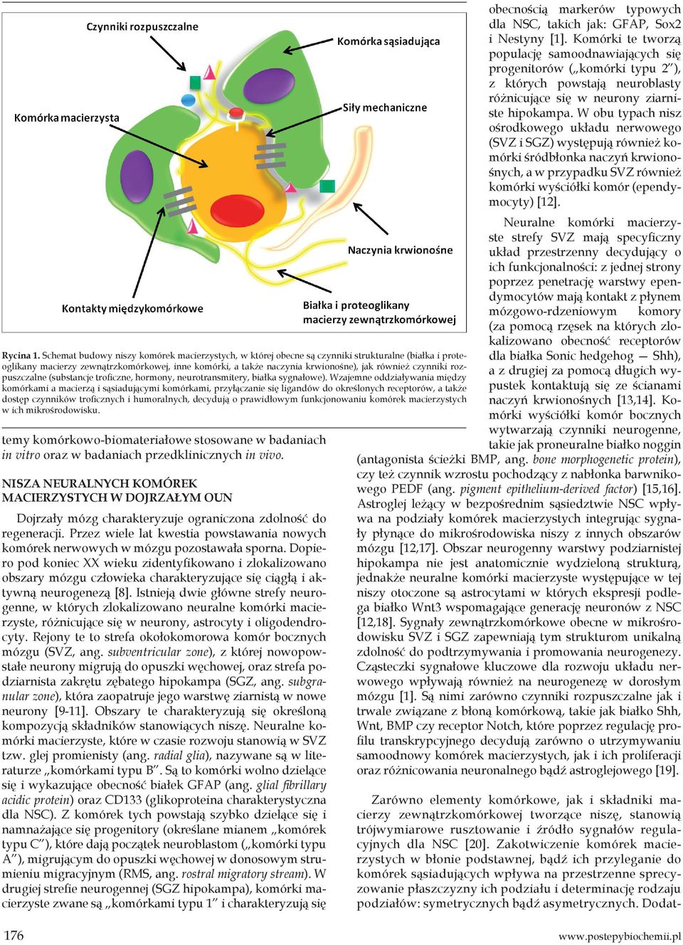 czynniki rozpuszczalne (substancje troficzne, hormony, neurotransmitery, białka sygnałowe).