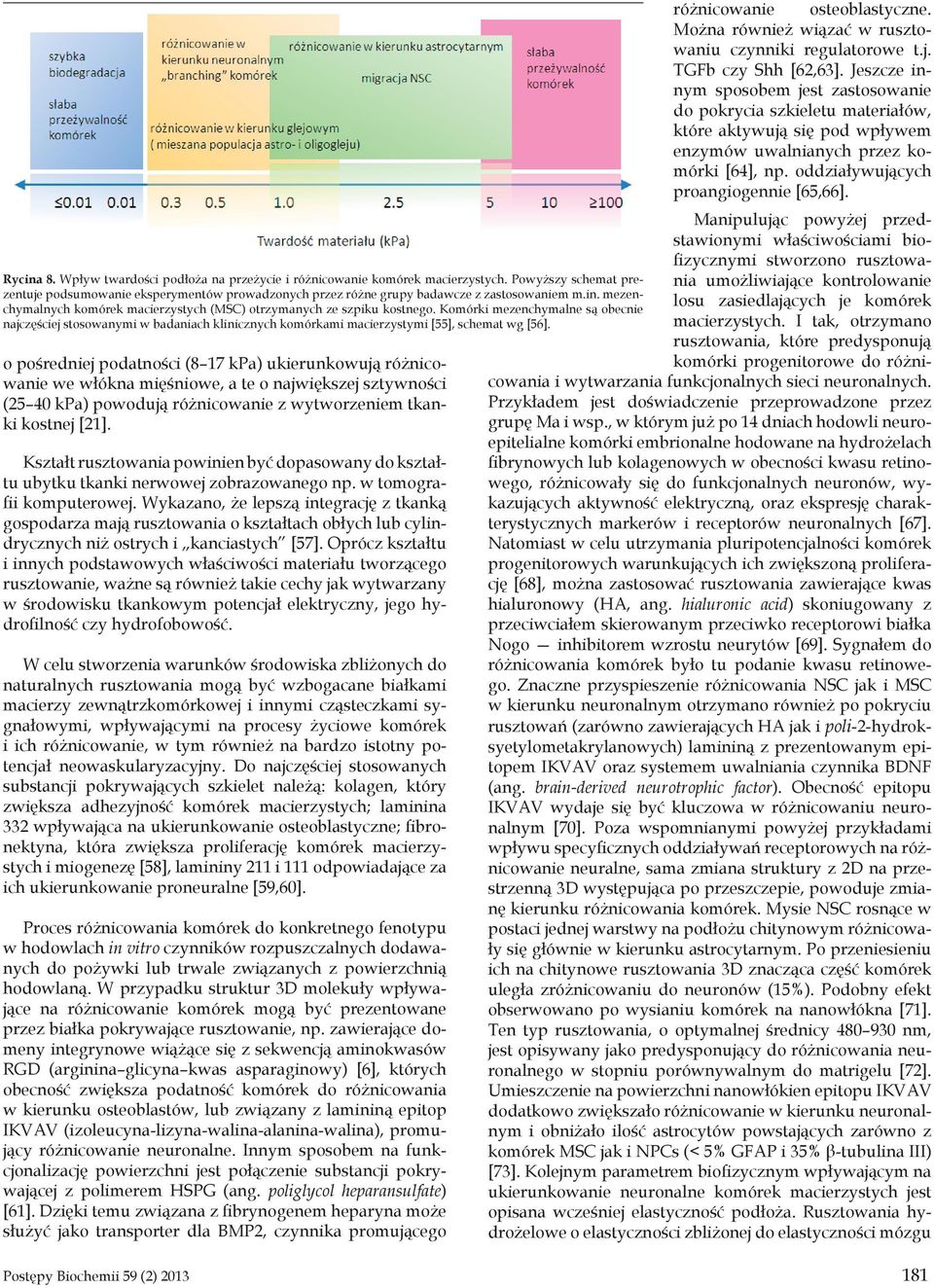Komórki mezenchymalne są obecnie najczęściej stosowanymi w badaniach klinicznych komórkami macierzystymi [55], schemat wg [56].