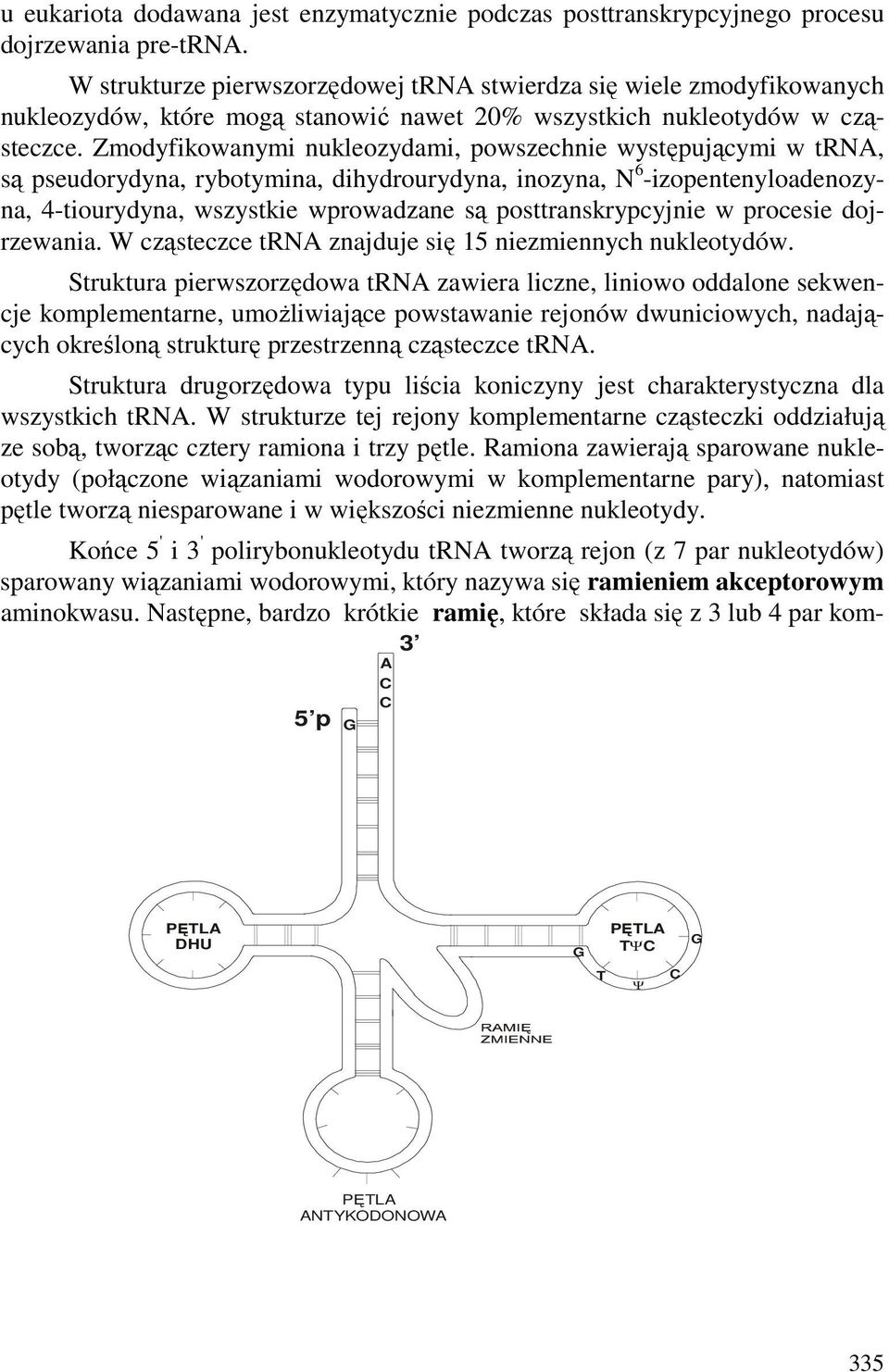 Zmodyfikowanymi nukleozydami, powszechnie występującymi w tra, są pseudorydyna, rybotymina, dihydrourydyna, inozyna, 6 -izopentenyloadenozyna, 4-tiourydyna, wszystkie wprowadzane są