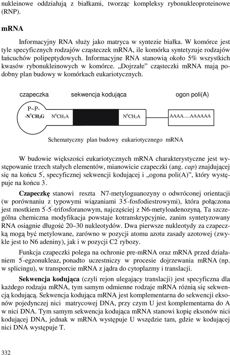 Dojrzałe cząsteczki mra mają podobny plan budowy w komórkach eukariotycznych. czapeczka sekwencja kodująca ogon poli(a) P~P- - 7 CH 3G 6 CH 3A 6 CH 3A AAAA.