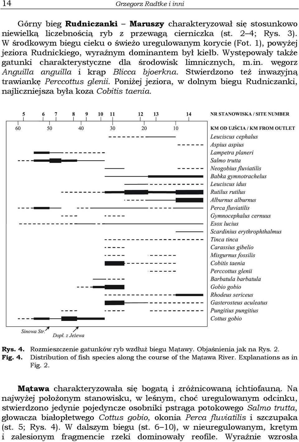 Stwierdzono też inwazyjną trawiankę Perccottus glenii. Poniżej jeziora, w dolnym biegu Rudniczanki, najliczniejsza była koza Cobitis taenia. Rys. 4. Rozmieszczenie gatunków ryb wzdłuż biegu Mątawy.