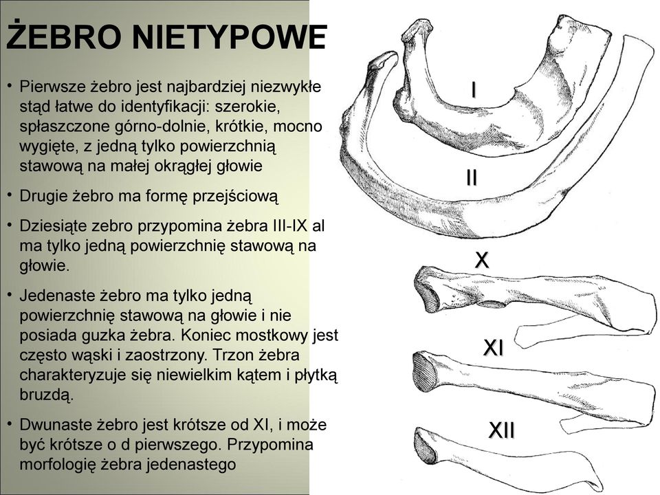 głowie. Jedenaste żebro ma tylko jedną powierzchnię stawową na głowie i nie posiada guzka żebra. Koniec mostkowy jest często wąski i zaostrzony.