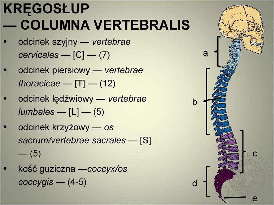 lędźwiowy vertebrae lumbales [L] (5) odcinek krzyżowy os