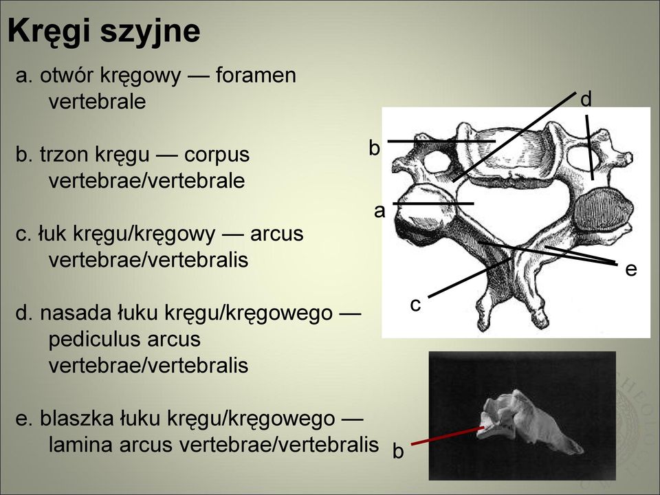 łuk kręgu/kręgowy arcus vertebrae/vertebralis d b a d.