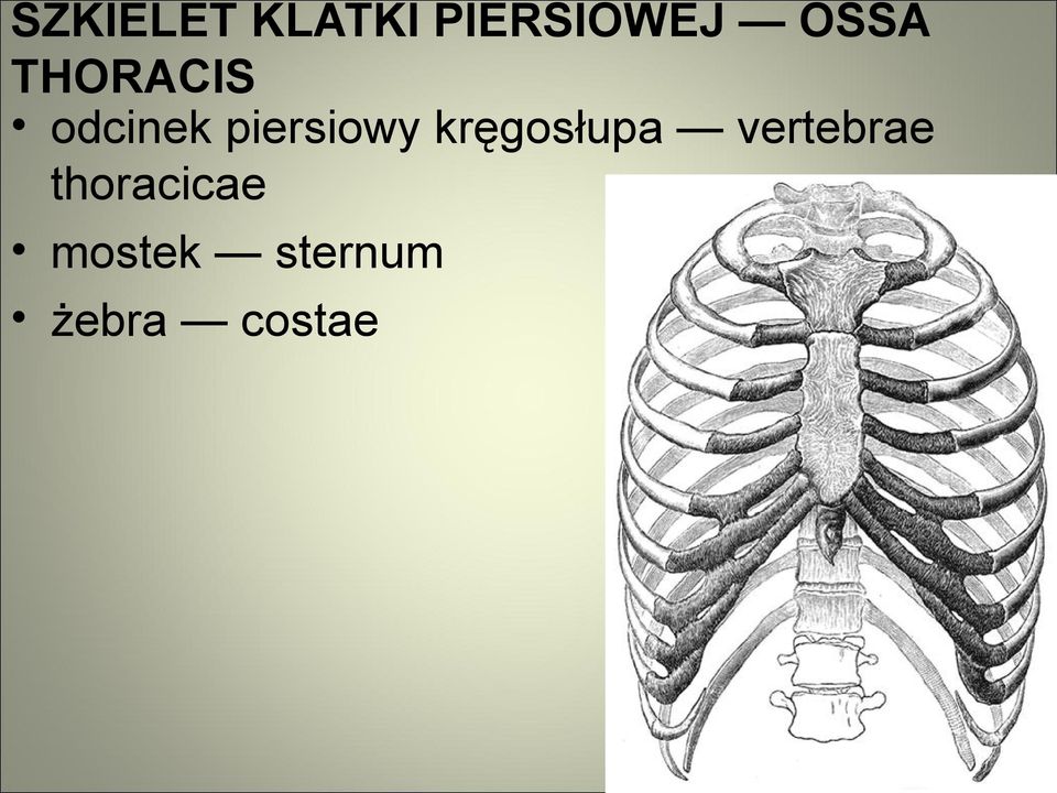 piersiowy kręgosłupa