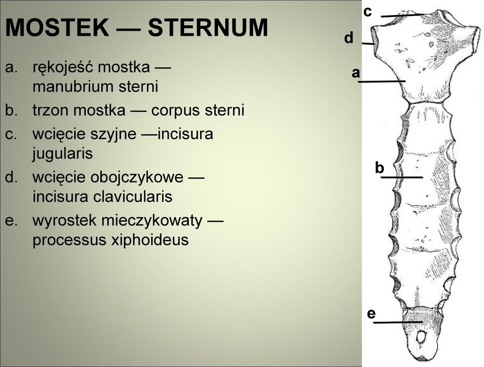 wcięcie szyjne incisura jugularis d.