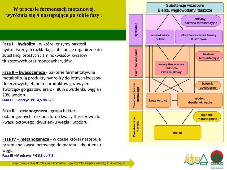 Faza II kwasogeneza - bakterie fermentatywne metabolizują produkty hydrolizy do lotnych kwasów tłuszczowych, etanolu i produktów gazowych. Tworzący go gaz zawiera ok.