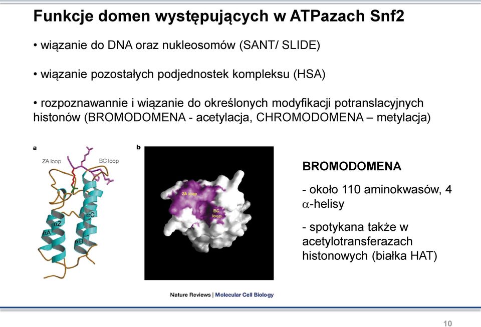 modyfikacji potranslacyjnych histonów (BROMODOMENA - acetylacja, CHROMODOMENA metylacja)