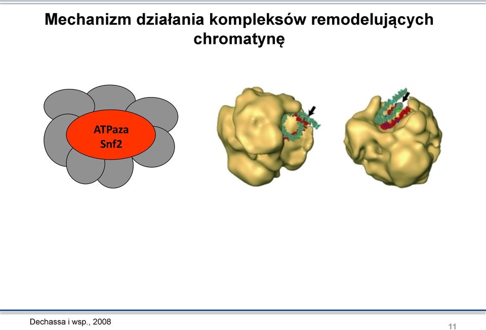 remodelujących