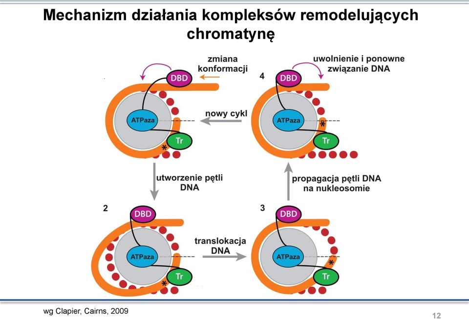 remodelujących