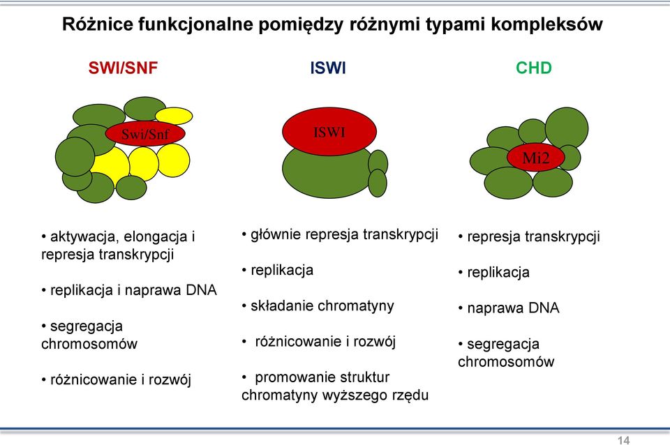 różnicowanie i rozwój głównie represja transkrypcji replikacja składanie chromatyny różnicowanie i