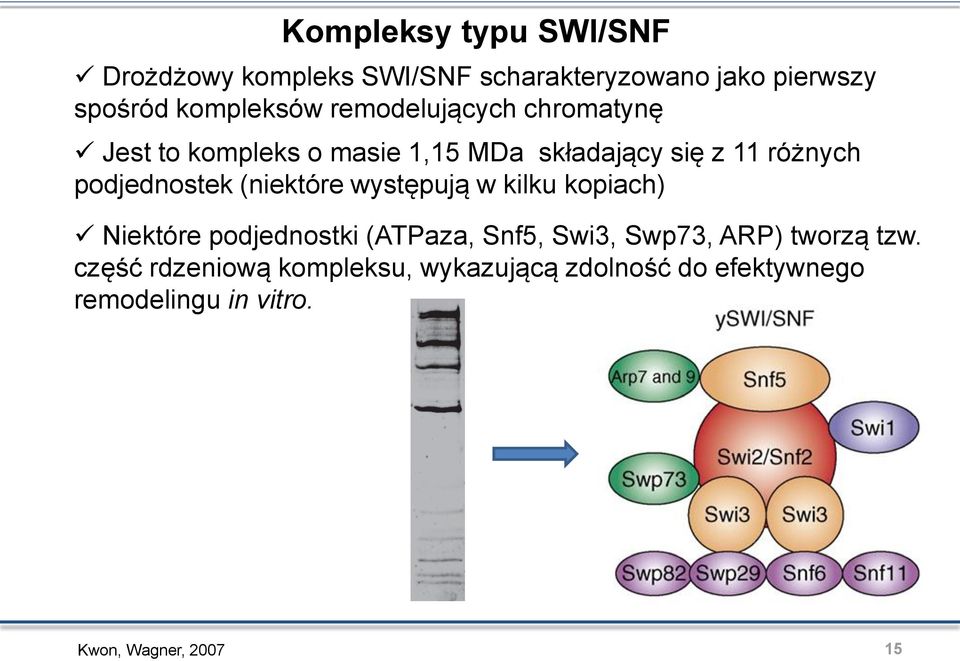 (niektóre występują w kilku kopiach) Niektóre podjednostki (ATPaza, Snf5, Swi3, Swp73, ARP) tworzą tzw.