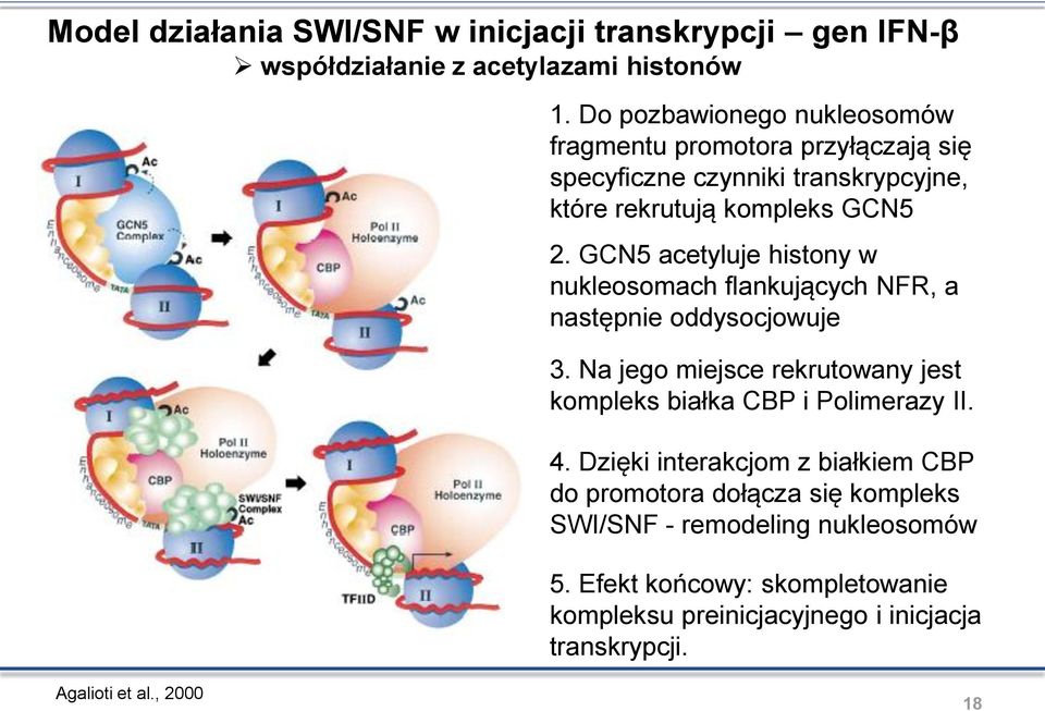 GCN5 acetyluje histony w nukleosomach flankujących NFR, a następnie oddysocjowuje 3.