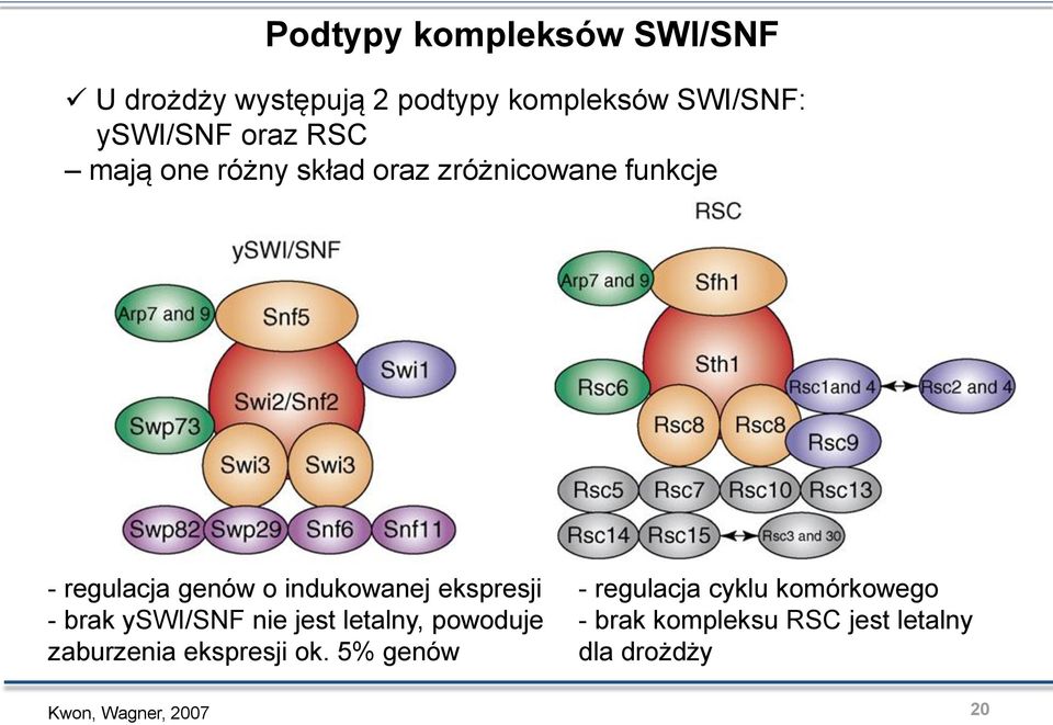 ekspresji - brak yswi/snf nie jest letalny, powoduje zaburzenia ekspresji ok.