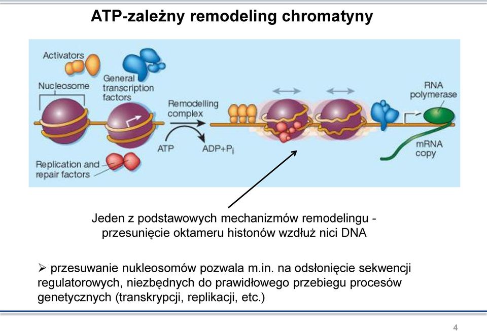 nukleosomów pozwala m.in.