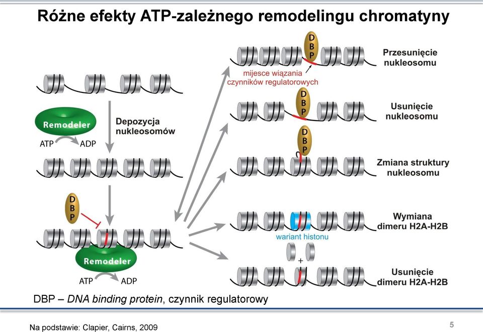 binding protein, czynnik