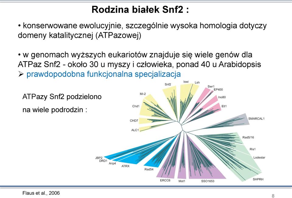 genów dla ATPaz Snf2 - około 30 u myszy i człowieka, ponad 40 u Arabidopsis